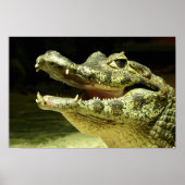 Poster Crocodile (Devant)