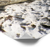 Poster Crocodile américain (Coin)