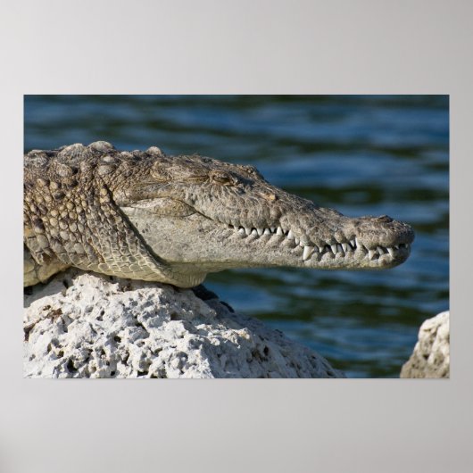 Poster Crocodile américain (Devant)