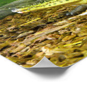 Poster crocodile cubain (Coin)