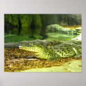 Poster crocodile cubain (Devant)