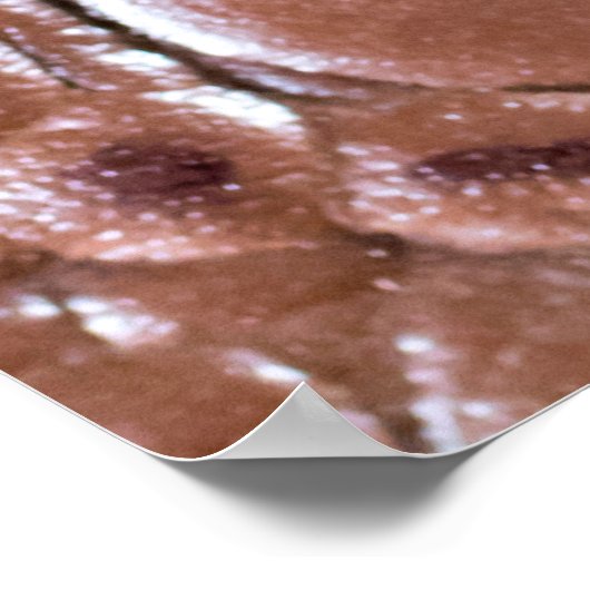 Poster Crocodile cuir texturé fond abstrait, ani (Coin)