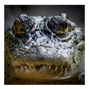 Poster crocodile dans l'eau