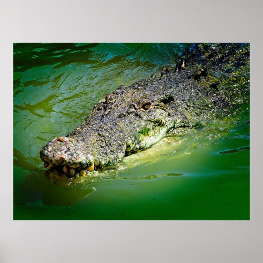 Poster Crocodile d'eau salée du Territoire du Nord (Devant)