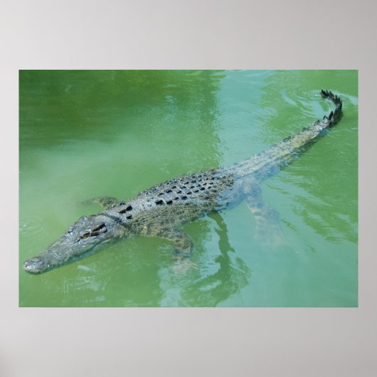 Poster Crocodile d'eau salée en Australie (Devant)