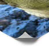 Poster Crocodile Dents Eau (Coin)