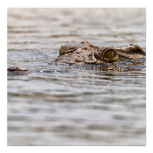 Poster Crocodile du Nil