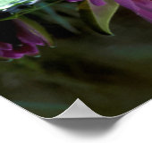 Poster Crocodile du Nil (Crocodylus Niloticus) (Coin)