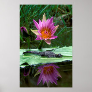 Poster Crocodile du Nil (Crocodylus Niloticus)