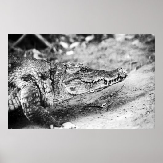 Poster Crocodile en Gambie (Devant)