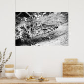 Poster Crocodile en Gambie (Cuisine)