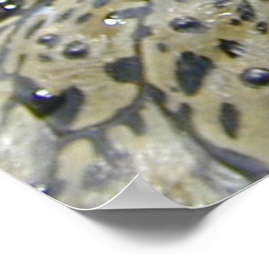 Poster Crocodile eye (Coin)