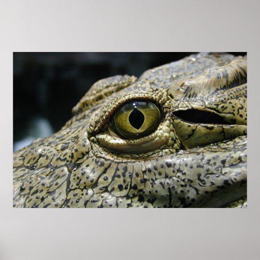 Poster Crocodile eye (Devant)