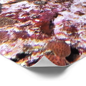 Poster Crocodile Flathead (Coin)