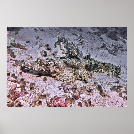 Poster Crocodile Flathead (Devant)