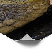 Poster Crocodile fondu à Tortuguero - Costa Rica (Coin)