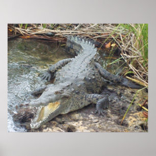Poster Crocodile jamaïcain d'eau salée
