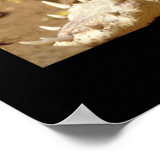Poster crocodile Jaws de JungleWalk.com (Coin)