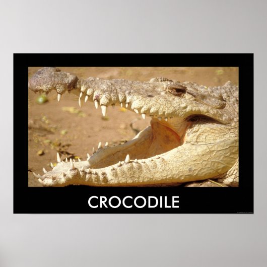 Poster crocodile Jaws de JungleWalk.com (Devant)