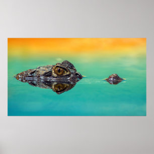 Poster Crocodile sur l'affiche "Corps d'eau fixe"