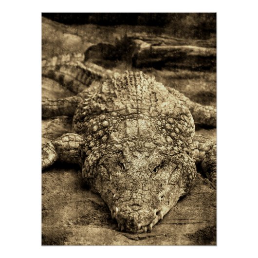 Poster Crocodile Vintage (Devant)