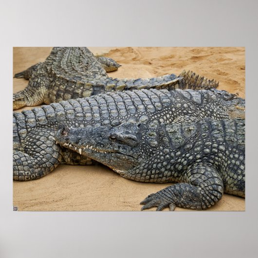 Poster Crocodiles (Devant)