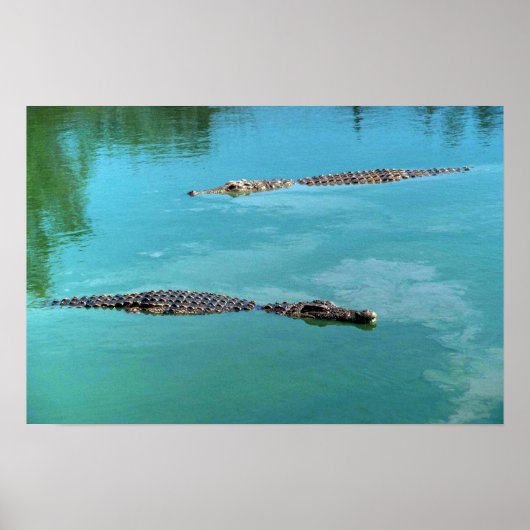 Poster Crocodiles du Nil (Devant)