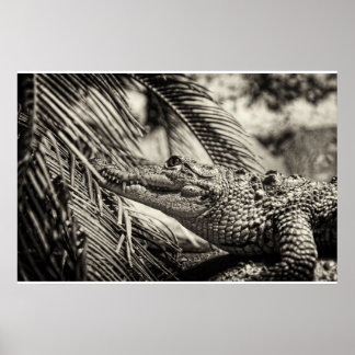 Poster Crocodylus Moreletii