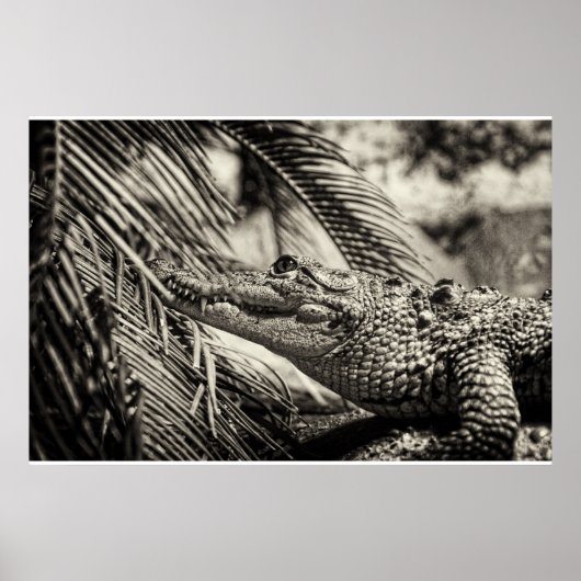 Poster Crocodylus Moreletii (Devant)
