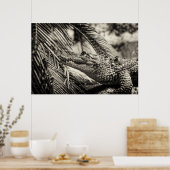 Poster Crocodylus Moreletii (Cuisine)