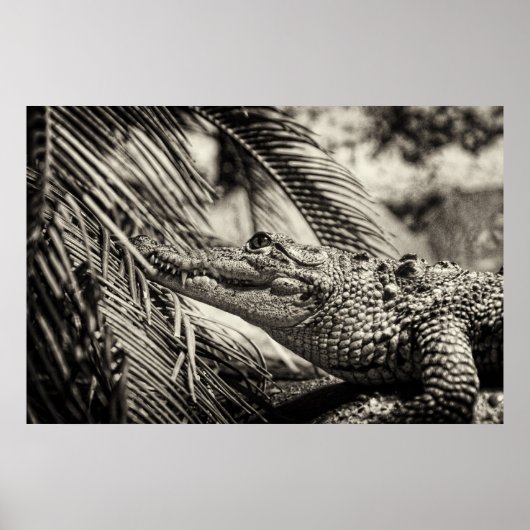 Poster Crocodylus Moreletii (Devant)