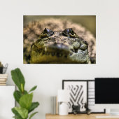 Poster Crocodylus Moreletii en gros plan (Bureau à domicile)