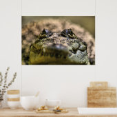 Poster Crocodylus Moreletii en gros plan (Cuisine)