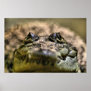 Poster Crocodylus Moreletii en gros plan