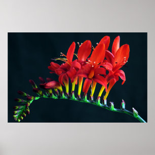 Poster Crocosomie Lucifer Montbretia Floral