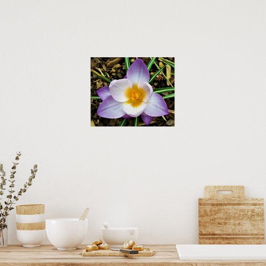 Poster Crocus, (Cuisine)