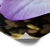 Poster Crocus, (Coin)