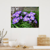 Poster Crocus (Cuisine)