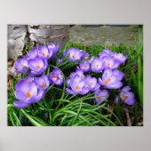 Poster Crocus (Devant)