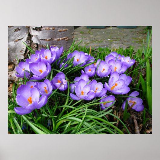 Poster Crocus (Devant)