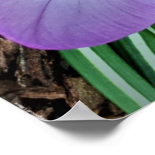 Poster Crocus, (Coin)