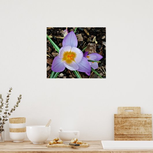 Poster Crocus, (Cuisine)
