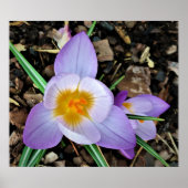 Poster Crocus, (Devant)
