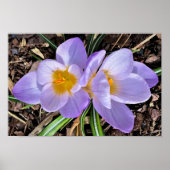 Poster Crocus, (Devant)