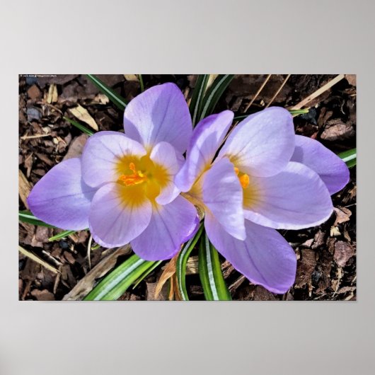Poster Crocus, (Devant)