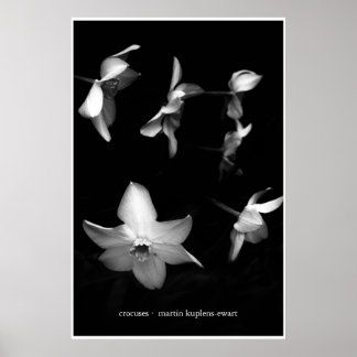 Poster Crocus