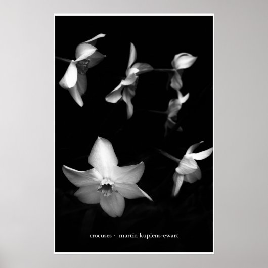 Poster Crocus (Devant)