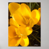 Poster Crocus (Devant)