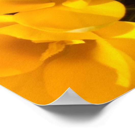 Poster Crocus (Coin)