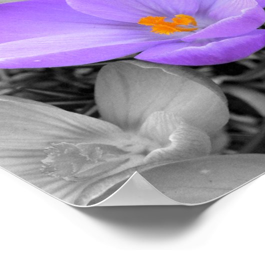 Poster Crocus (Coin)